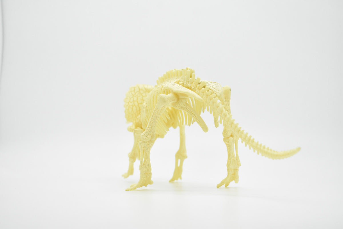 Triceratops Dinosaur, Realistic Toy Plastic Skeleton Model 9"  F1809 B303