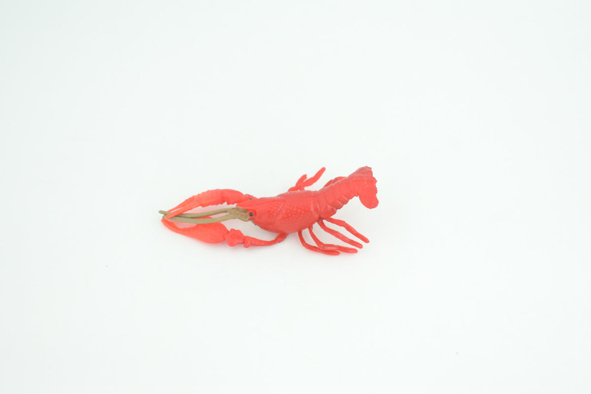 Crawfish Life Cycle, 4 Piece Set, Hand Painted, Educational, High Quality Rubber Crayfish, Realistic Crustacean, Diorama, Figure, Toys, Kids, Gift,  4  Inches.   CH984 BB214