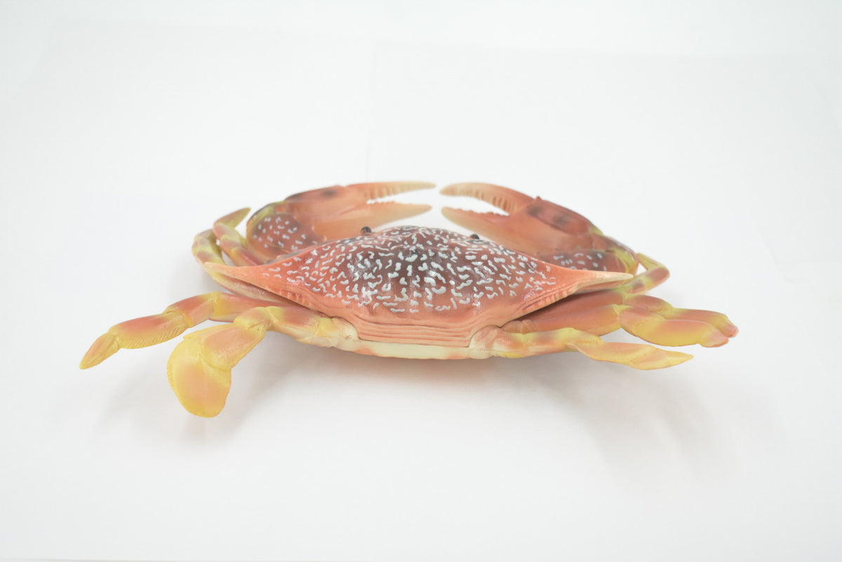 Crab, Swimming, Spotted, Museum Quality, Hand Painted, Rubber Crustacean, Realistic Figure, Model, Replica, Toy, Kids, Educational, Gift,      9"   CH500 BB155