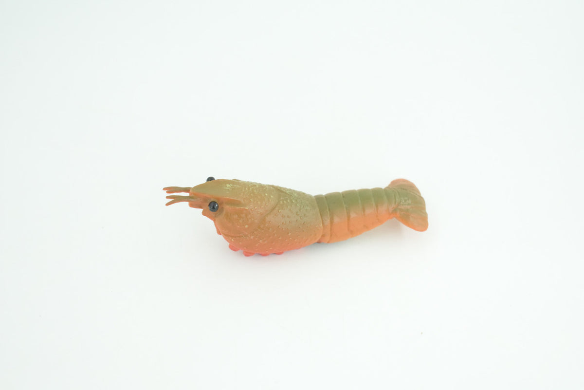 Crawfish Life Cycle, 4 Piece Set, Hand Painted, Educational, High Quality Rubber Crayfish, Realistic Crustacean, Diorama, Figure, Toys, Kids, Gift,  4  Inches.   CH984 BB214