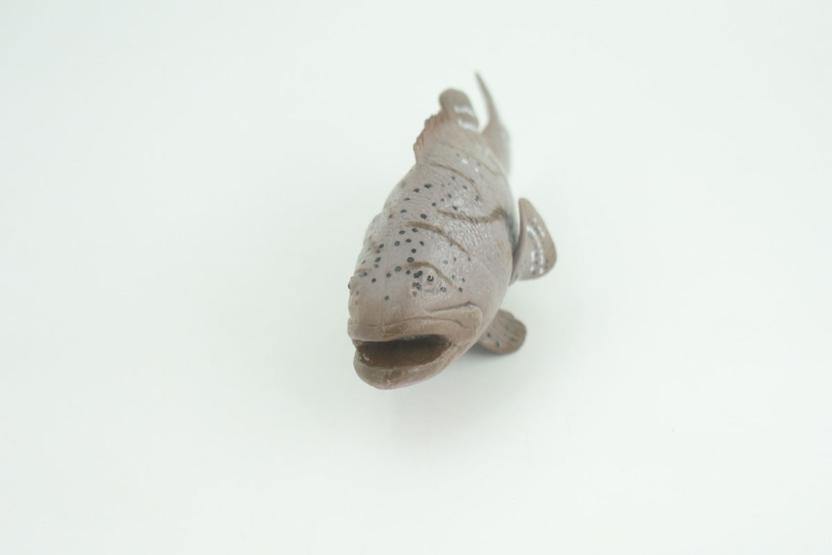 Grouper, Giant, Hand Painted, Educational, Museum Quality, Realistic, Rubber, Saltwater Fish, Diorama, Figure, Toys, Kids, Gift,  5 1/2 Inches. CH911 BB203