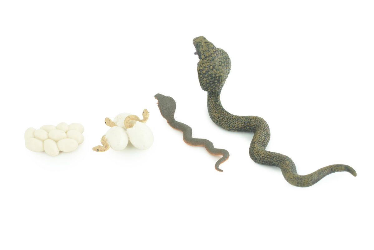 Cobra Snake Life Cycle, 4 Piece Set, Hand Painted, Educational, High Quality Rubber Reptile, Realistic, Diorama, Figure, Toys, Kids, Gift, 6 Inches. CH986 BB214