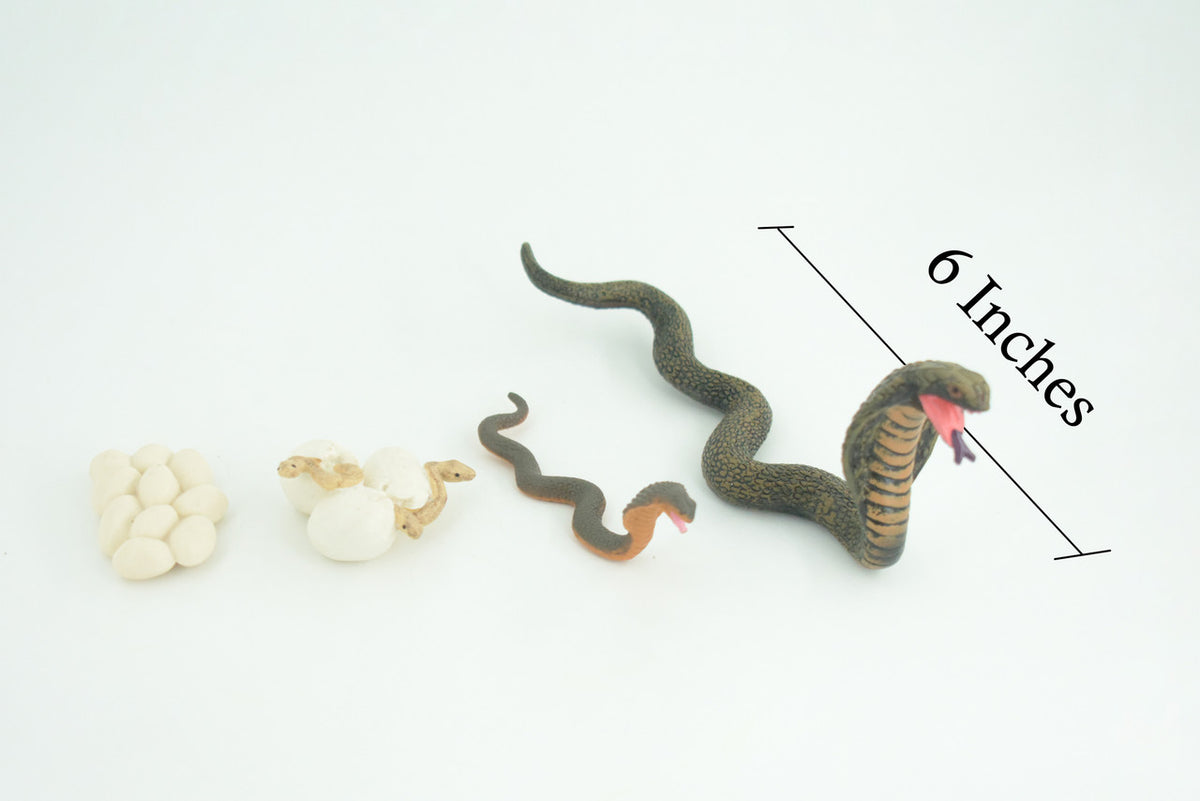 Cobra Snake Life Cycle, 4 Piece Set, Hand Painted, Educational, High Quality Rubber Reptile, Realistic, Diorama, Figure, Toys, Kids, Gift, 6 Inches. CH986 BB214