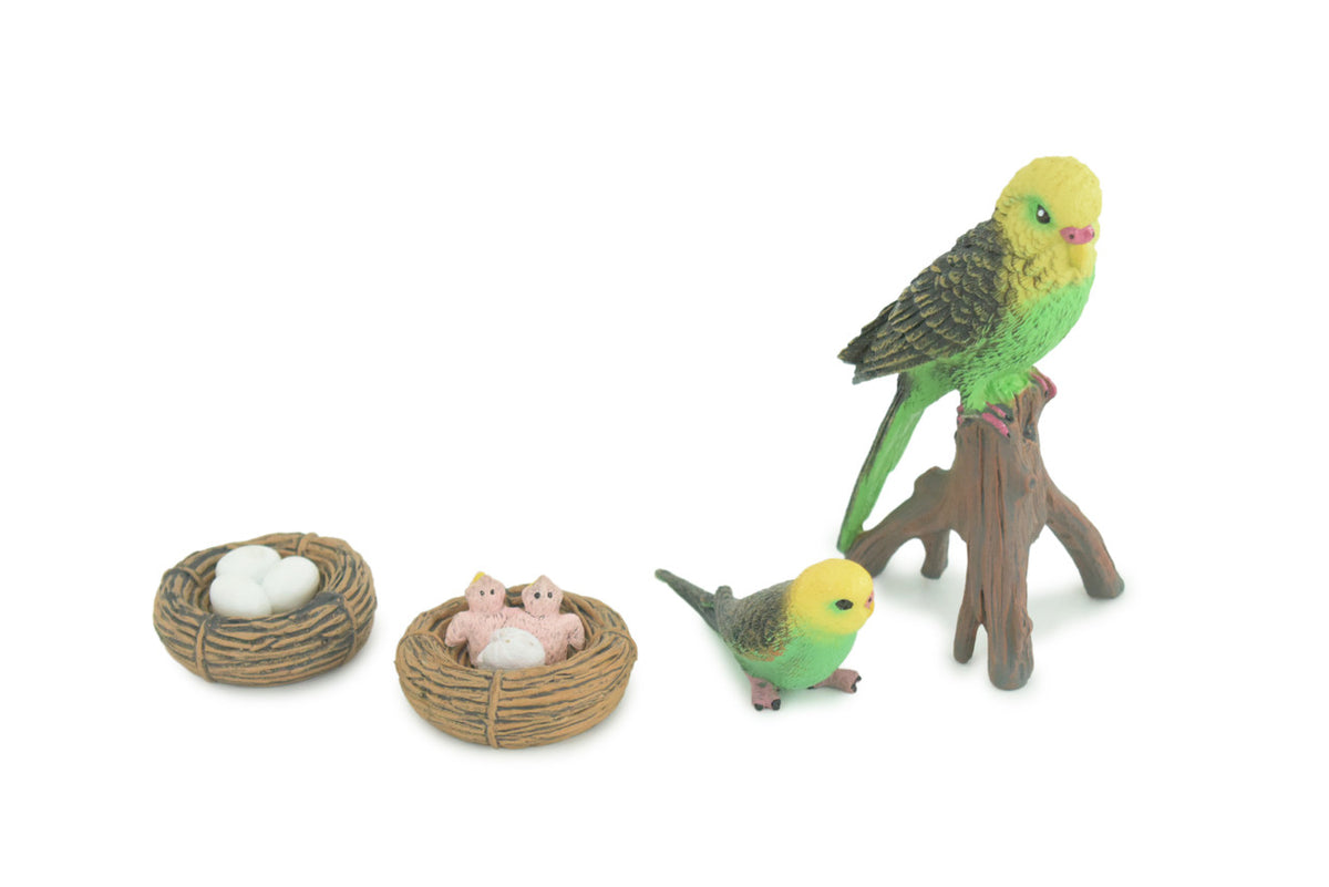 Parrot Life Cycle, 4 Piece Set, Museum Quality, Hand Painted Birds, Educational, Rubber, Realistic, Diorama, Toys, Kids, Gift, 4 Inches. CH801 BB188