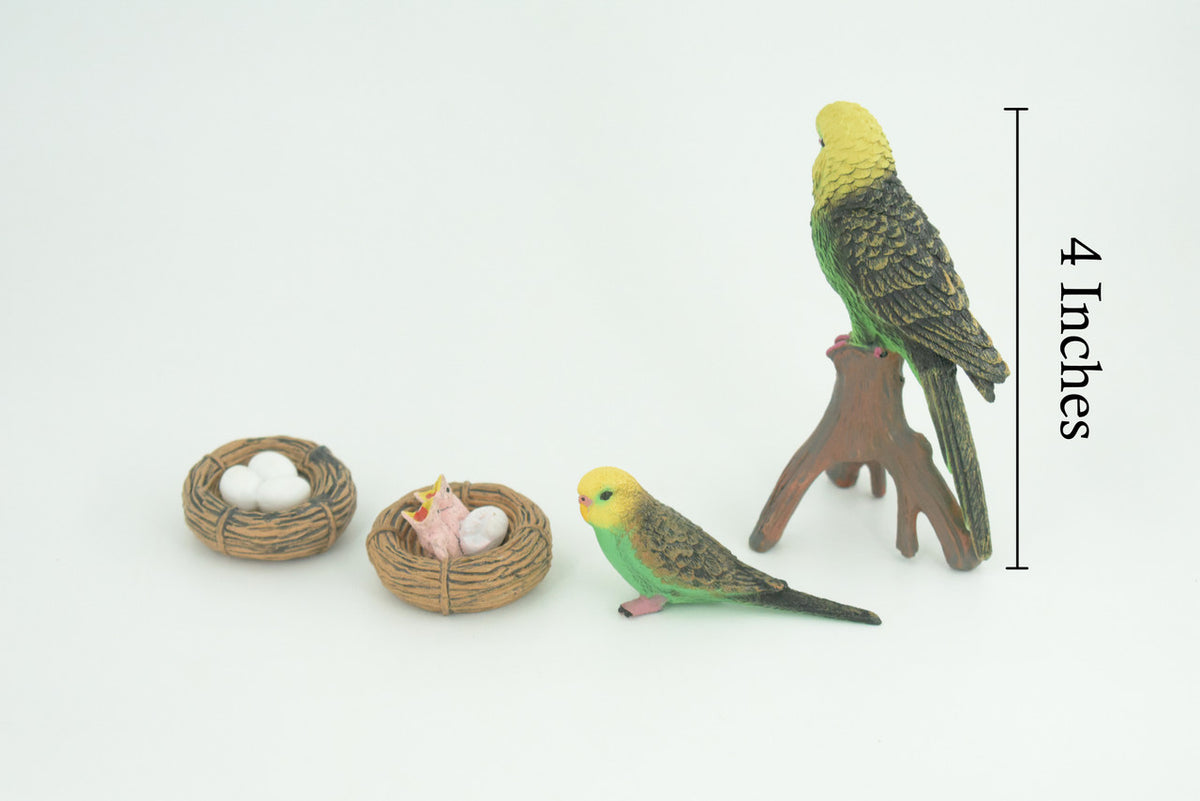 Parrot Life Cycle, 4 Piece Set, Museum Quality, Hand Painted Birds, Educational, Rubber, Realistic, Diorama, Toys, Kids, Gift, 4 Inches. CH801 BB188