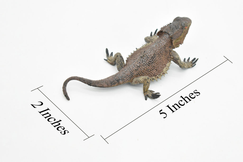 Horned Lizard, Horney Toad, Museum Quality, Hand Painted, Very Realistic Rubber Figure, Reptiles, Bearded Dragon, Educational, Toy, Kids,  5 Inches.  