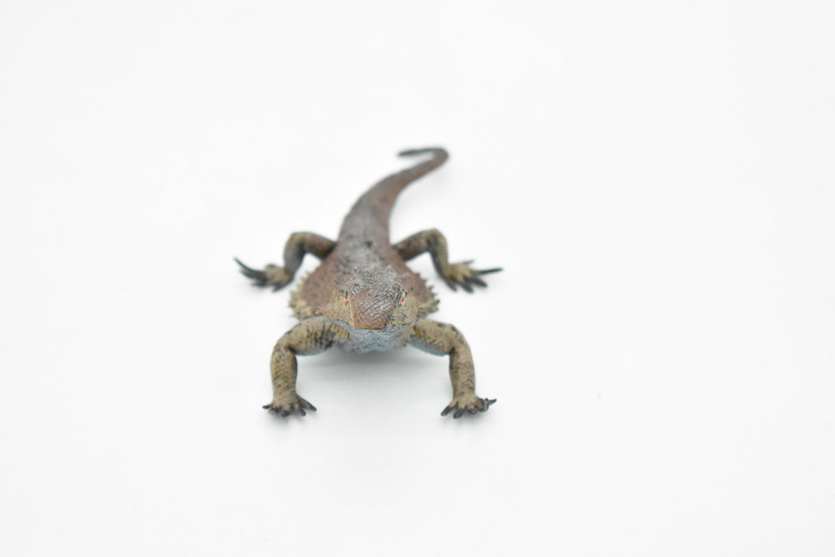 Horned Lizard, Horney Toad, Museum Quality, Hand Painted, Very Realistic Rubber Figure, Reptiles, Bearded Dragon, Educational, Toy, Kids, Gift,   5 Inches,    CH046 BB76