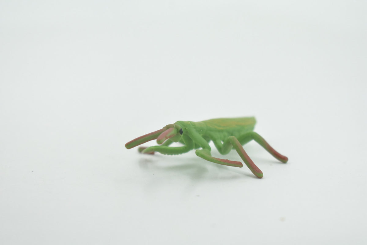 Praying Mantis, Mantidae, High Quality, Hand Painted, Rubber Insect, Realistic, Toy Figure, Model, Replica, Kids, Educational, Gift,       2 1/2"      CH697 BB174
