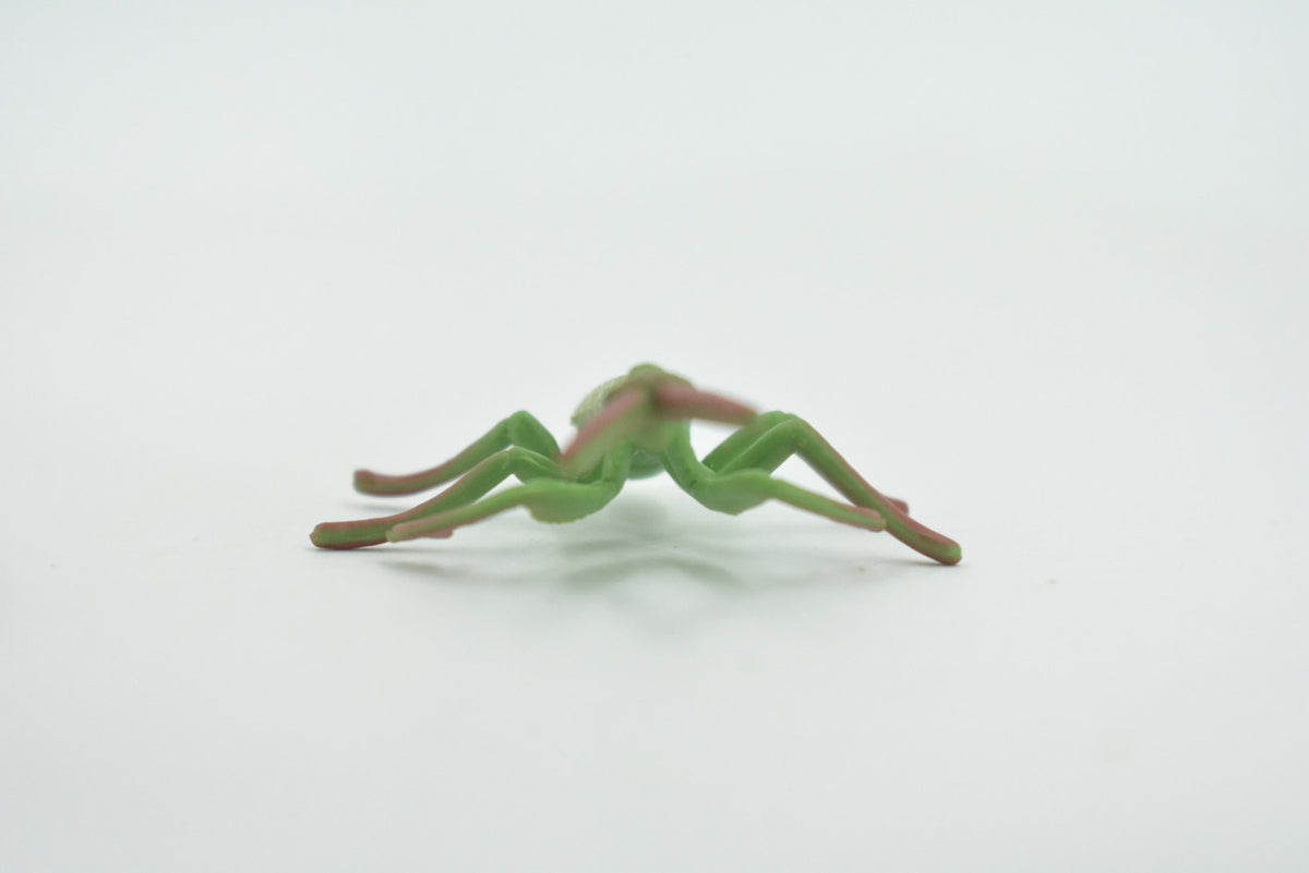 Praying Mantis, Mantidae, High Quality, Hand Painted, Rubber Insect, Realistic, Toy Figure, Model, Replica, Kids, Educational, Gift,       2 1/2"      CH697 BB174