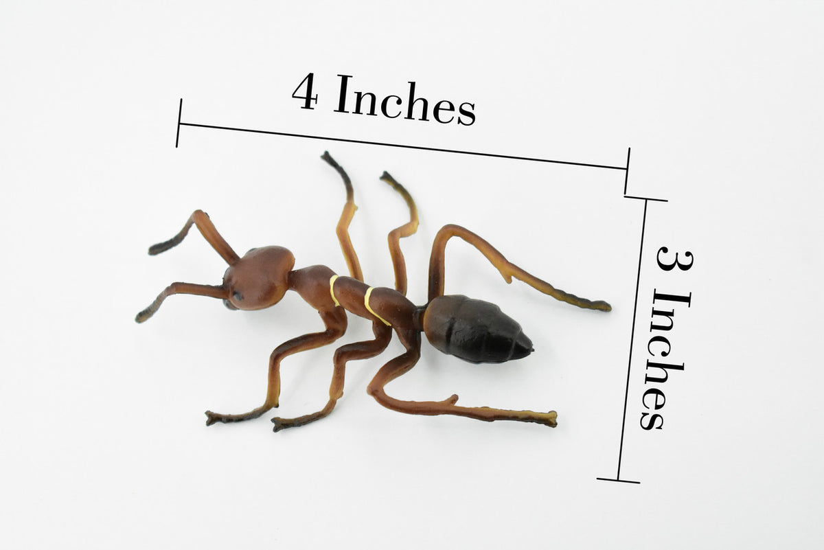 Red Fire Ant, Ginger ant, Very Nice Design, Educational, Hand Painted, Realistic Rubber Insect, Toy Figure, Diorama Model, Kids,  4 Inches. 