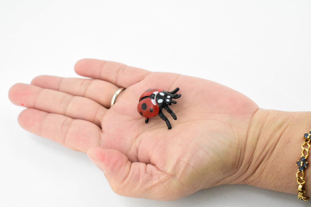 Ladybug, Lady Bug, Beetles, Educational, Museum Quality, Hand Painted, Rubber Insect, Figure, Diorama Model, Realistic, Kids, Toys,  1 1/4 Inches. 
