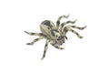 Spider, Wolf, Arachnids, Museum Quality, Hand Painted, Rubber Insect, Realistic, Figure, Model, Replica, Toy, Kids, Educational, Gift,     3 1/2"     CH530 BB158