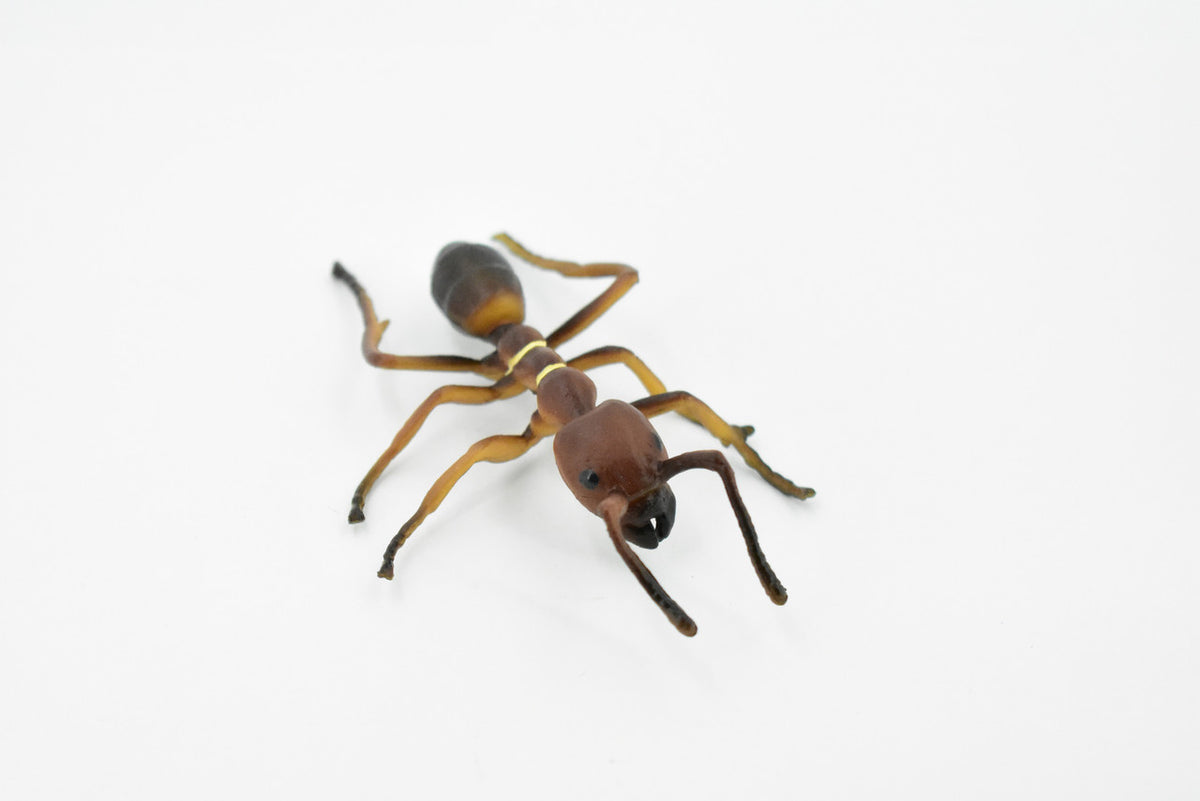 Red Fire Ant, Ginger ant, Very Nice Design, Educational, Hand Painted, Realistic Rubber Insect, Toy Figure, Diorama Model, Kids,  4 Inches. 