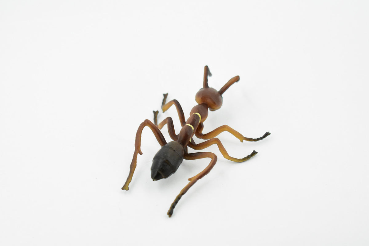 Red Fire Ant, Ginger ant, Very Nice Design, Educational, Hand Painted, Realistic Rubber Insect, Toy Figure, Diorama Model, Kids,  4 Inches. 