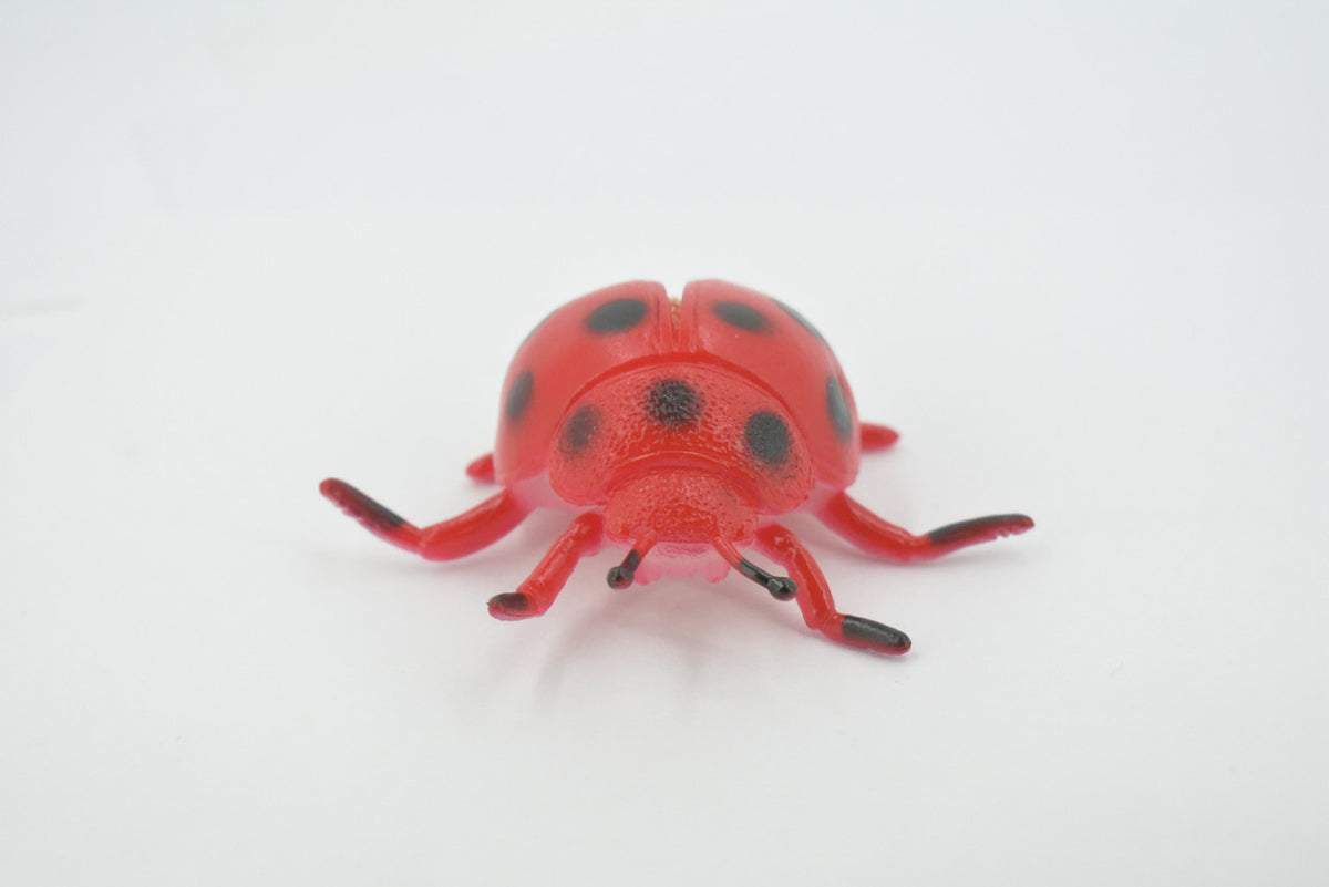 Ladybug, Beetle, Coccinellidae, Lady bug, Rubber Insect, Educational, Toy, Kids, Realistic Figure, Lifelike Model, Figurine, Replica, Gift,      3"     ABC12 B263