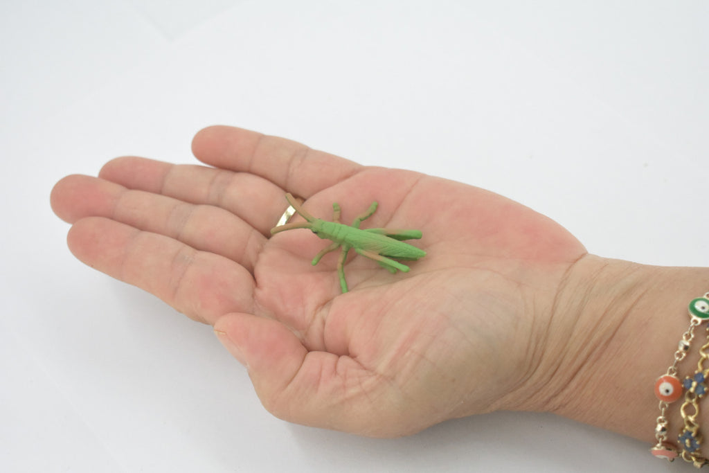 Grasshopper, Acrida, Acrididae, High Quality, Rubber Insect, Hand Painted, Realistic, Toy, Figure, Model, Replica, Kids, Educational, Gift,       2 "     CH619 BB167