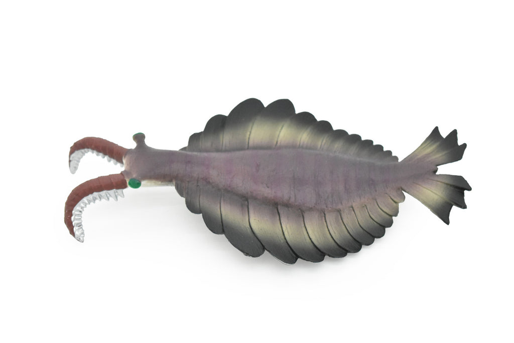 Anomalocaris, Prehistoric, Fossil, Arthropods, Museum Quality, Rubber, Hand Painted, Realistic Toy Figure, Diorama Model, Kids, Educational,  7 Inches.