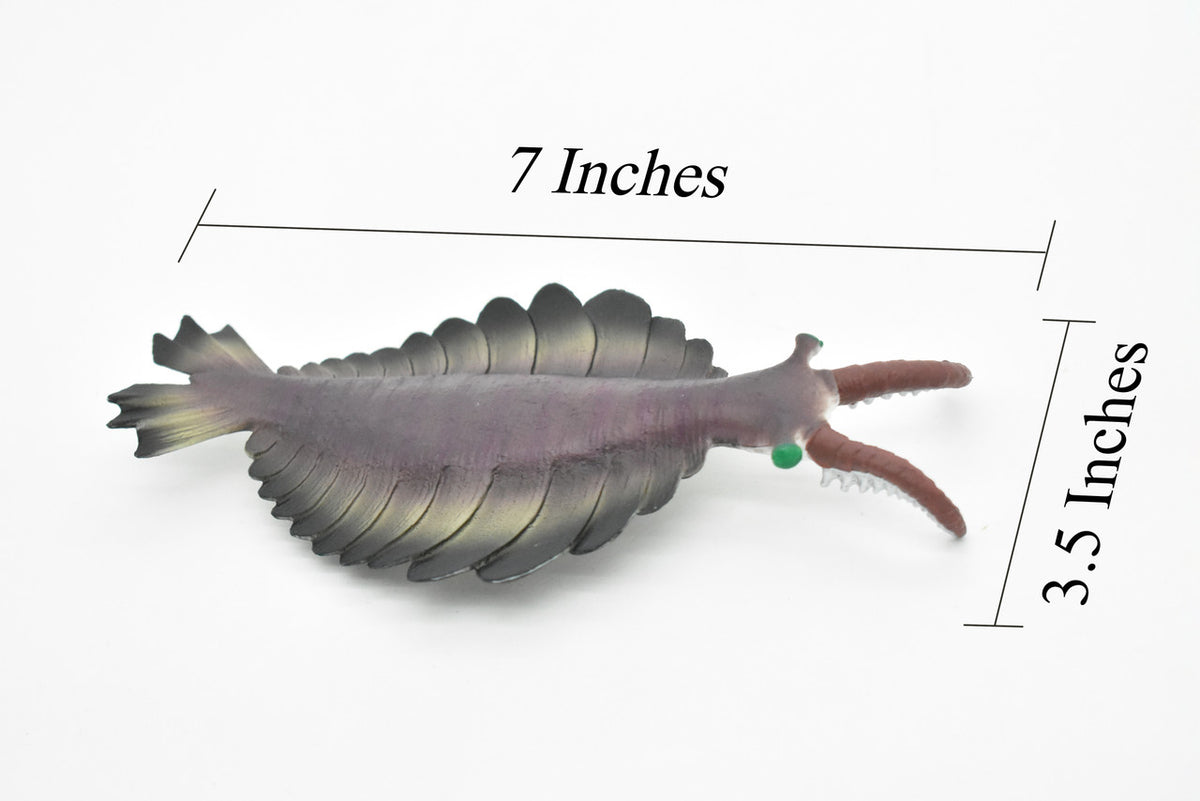 Anomalocaris, Prehistoric, Fossil, Arthropods, Museum Quality, Rubber, Hand Painted, Realistic Toy Figure, Diorama Model, Kids, Educational,  7 Inches.
