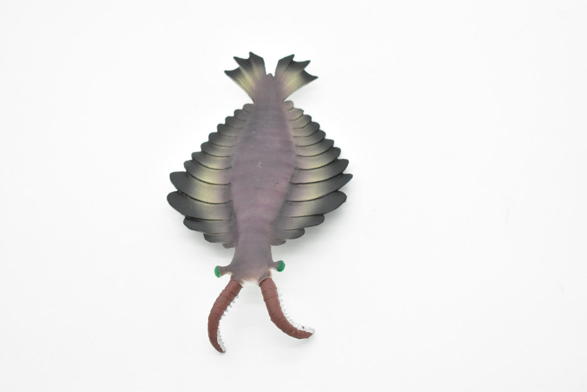 Anomalocaris, Prehistoric, Fossil, Arthropods, Museum Quality, Rubber, Hand Painted, Realistic Toy Figure, Diorama Model, Kids, Educational,  7 Inches.