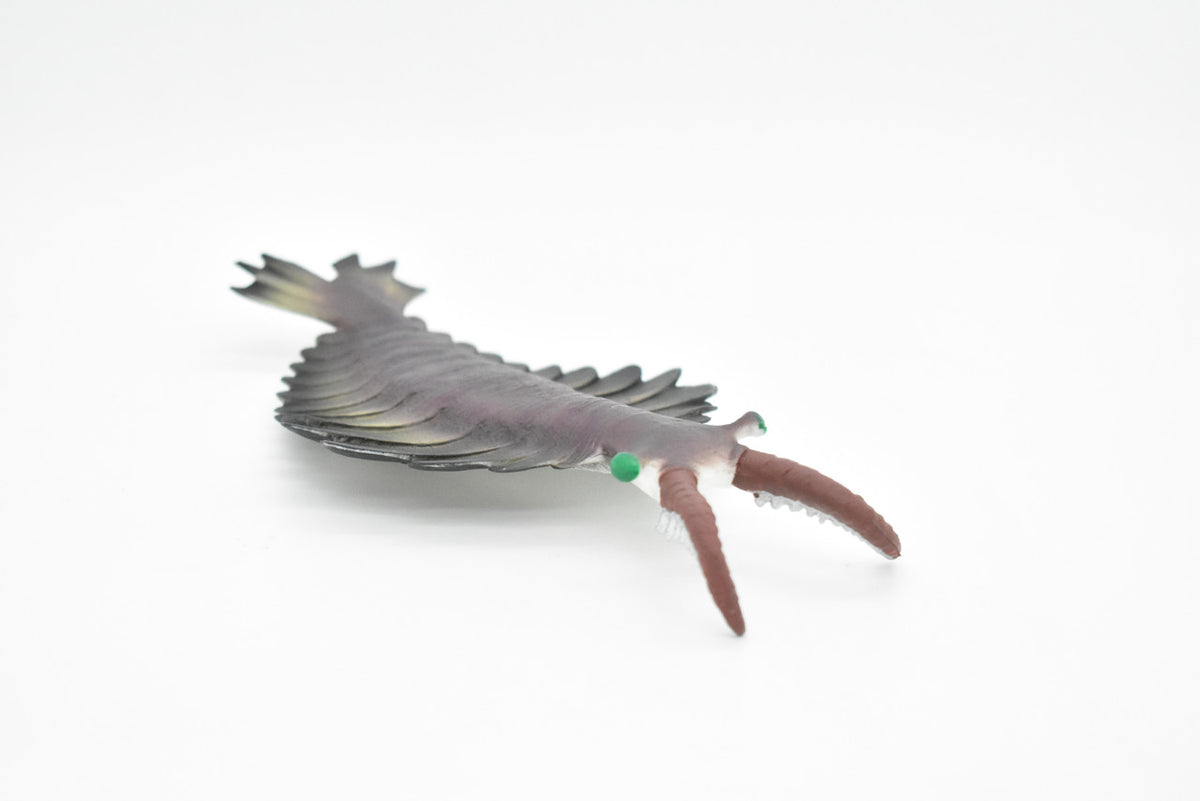 Anomalocaris, Prehistoric, Fossil, Arthropods, Museum Quality, Rubber, Hand Painted, Realistic Toy Figure, Diorama Model, Kids, Educational,  7 Inches.