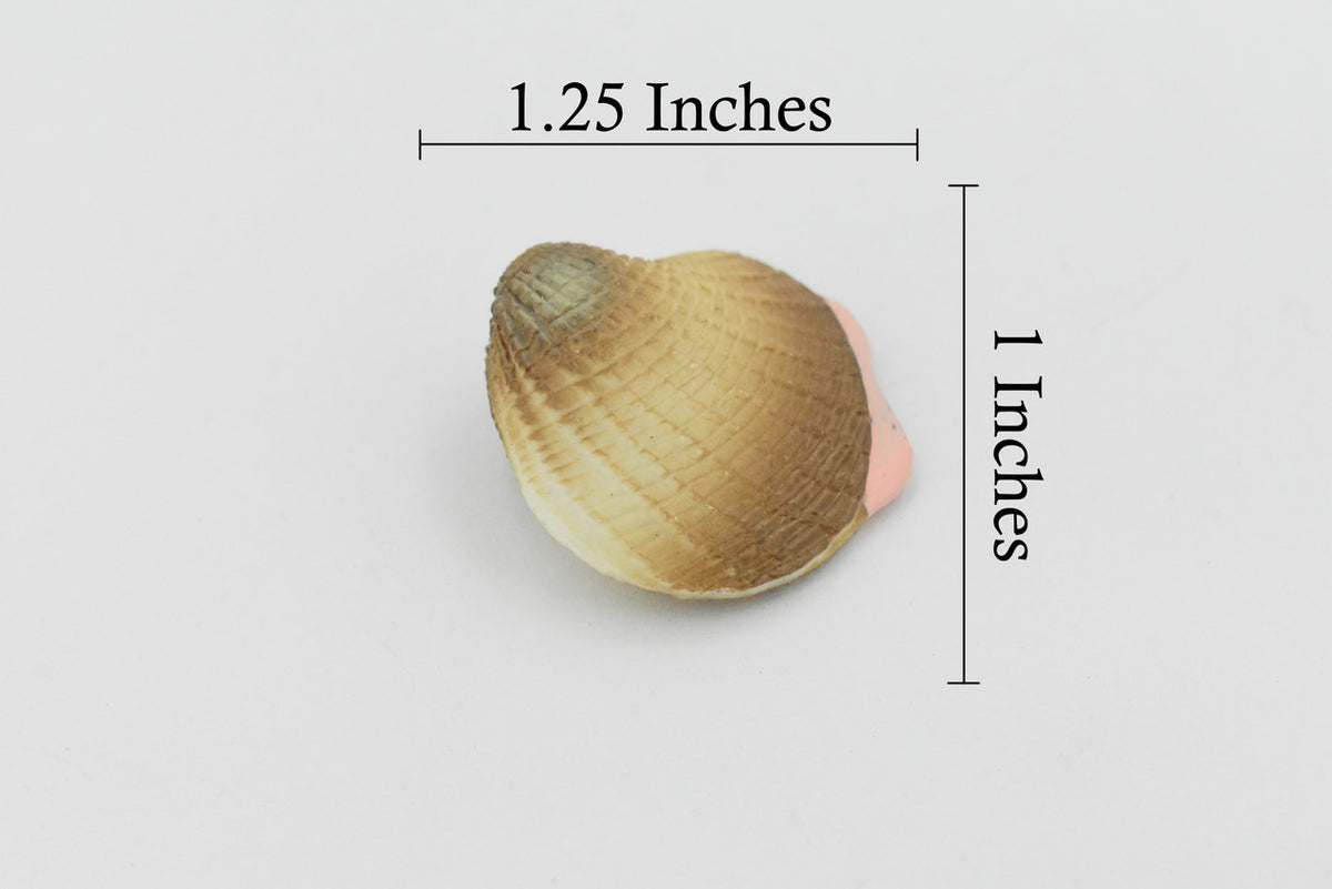 Clam, Realistic Plastic Littleneck Clams,  Model, Toy, Kids Educational Gift, Animal, Figure      1 1/4"      F1124 B163