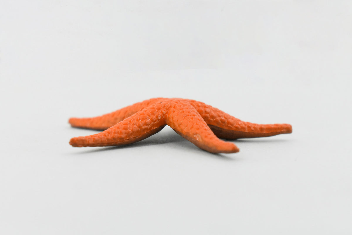 Starfish Toy, Orange, Sea Star, echinoderms,  Asteroidea, Rubber Design, Realistic Replica, Educational Toy, Life Like, Gift,       2"    