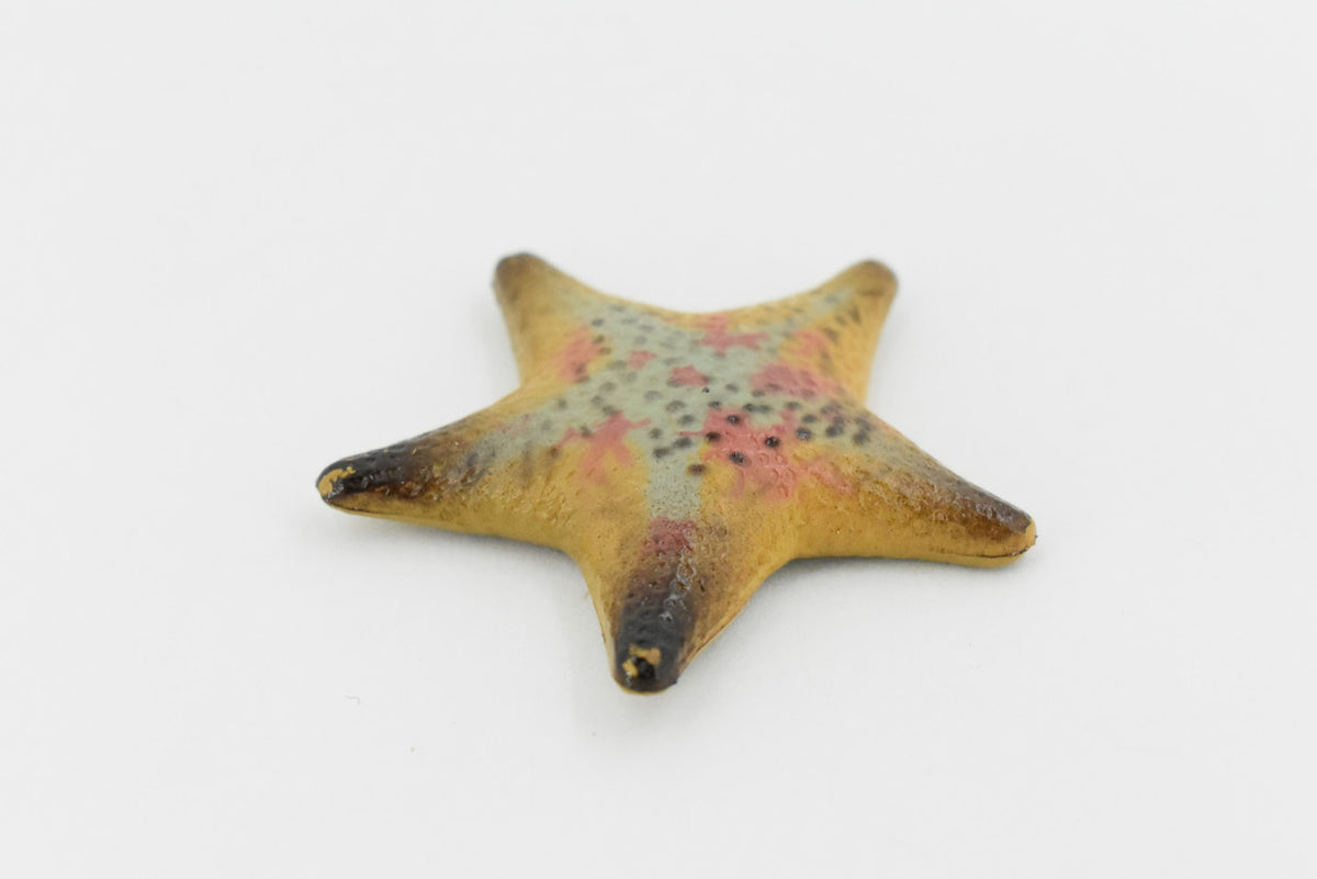 Starfish, Sea Star, echinoderms,  Edmond's, Ocean, Sea Life, Plastic Figure, Model, Realistic Replica, Educational, Figurine, Animal, Life Like, Gift,      2 1/4"       F926 B158