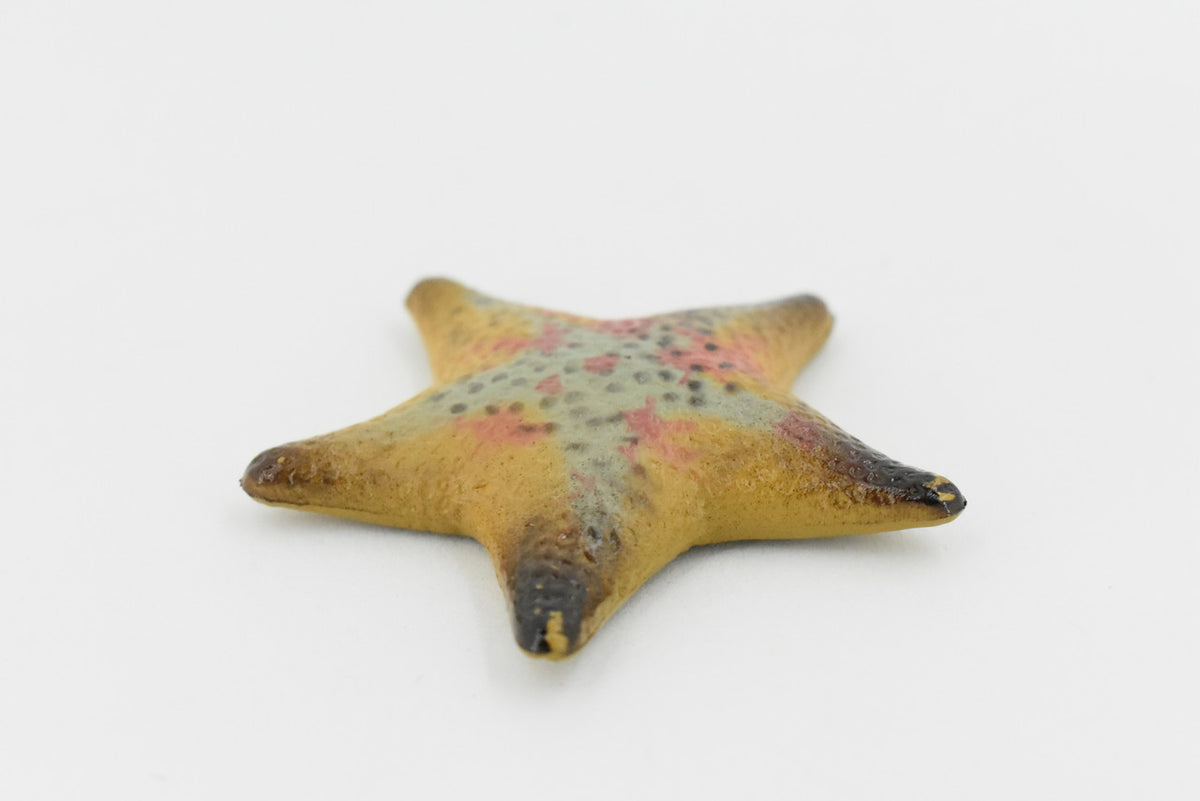 Starfish, Sea Star, echinoderms,  Edmond's, Ocean, Sea Life, Plastic Figure, Model, Realistic Replica, Educational, Figurine, Animal, Life Like, Gift,      2 1/4"       F926 B158