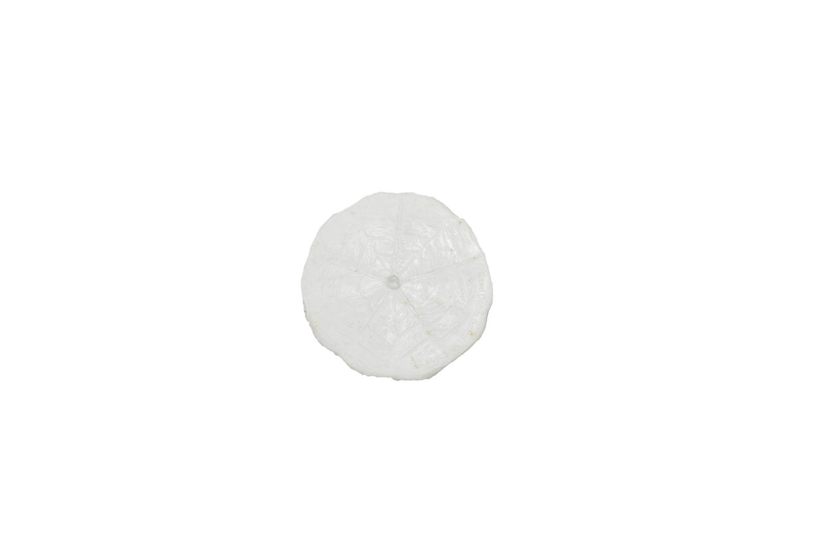 FRONT OF SAND DOLLAR