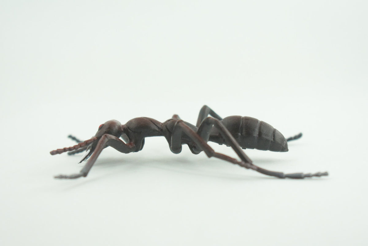 Ant, Carpenter Ant, Rubber Insect, High Quality, Hand Painted,  Realistic, Figure, Diorama Model, Replica, Toy, Kids, Educational, Gift,       3 1/2 Inches    CWG215 B37