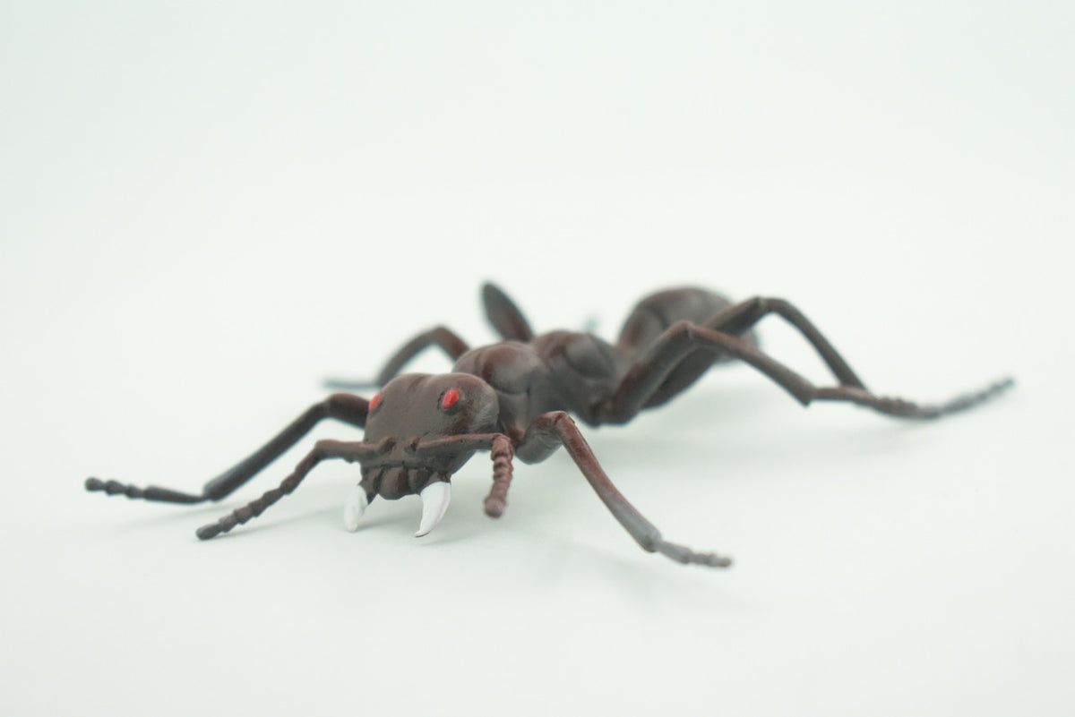 Ant, Carpenter Ant, Rubber Insect, High Quality, Hand Painted,  Realistic, Figure, Diorama Model, Replica, Toy, Kids, Educational, Gift,       3 1/2 Inches    CWG215 B37