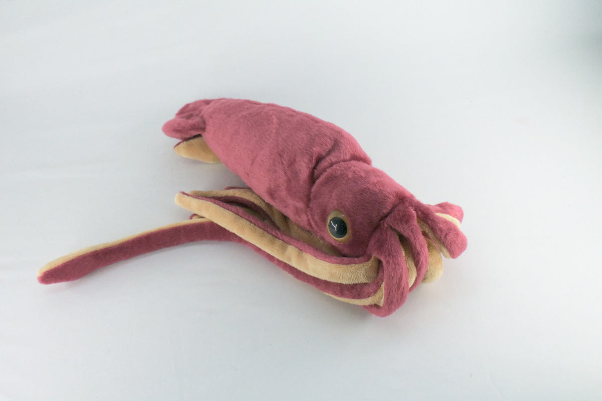 Squid, Giant Squid, Ocean, Marine, Very Nice Plush, Stuffed Animal, Toy, Kids, Realistic Figure, Educational, Gift,    30 inches long    F1704 B25