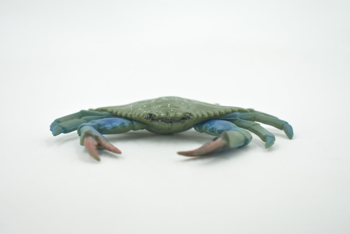 Crab, Blue Crab, Museum Quality, Rubber Crustacean, Hand Painted, Realistic Toy Figure, Model, Replica, Kids, Educational, Gift,       4"       CH696 BB174