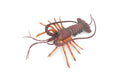 Lobster, Pacific, Australian, Crustaceans, Hand Painted, Museum Quality, Rubber, Realistic, Toy, Kids, Figure, Model, Educational, Gift,       12"     CH720 BB176