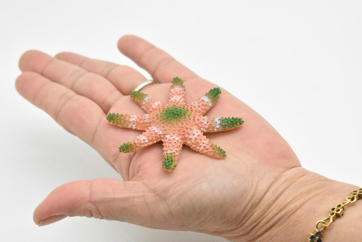 Sunflower Sea Star, Starfish, Echinoderms, Hand Painted, Realistic, Solid Rubber, Saltwater, Educational Model, Figure, Lifelike, Diorama Model, Toy, 2 3/4 Inches. 