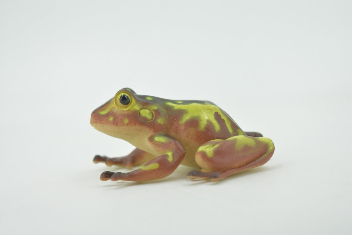 Frog, Brown & Yellow, Amphibians, High Quality, Hand Painted, Rubber, Realistic, Model, Replica, Toy, Kids, Educational, Gift,      2 1/2"     RI31 B177