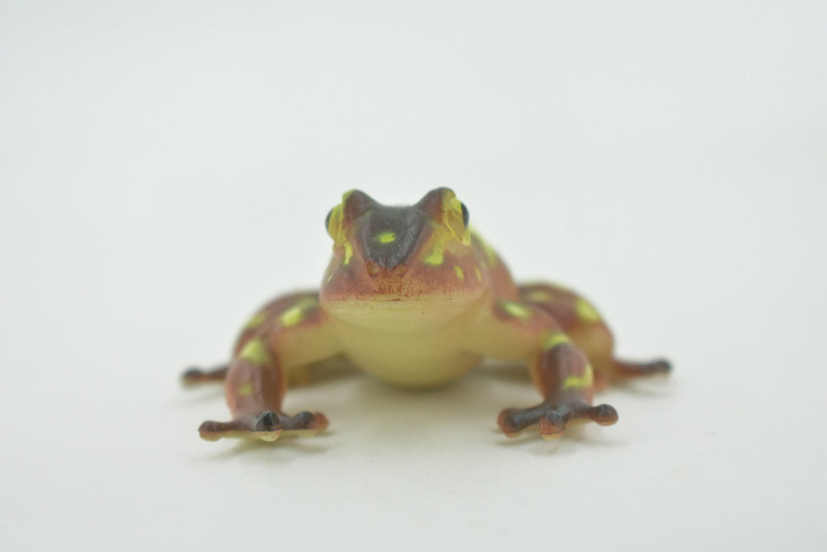 Frog, Brown & Yellow, Amphibians, High Quality, Hand Painted, Rubber, Realistic, Model, Replica, Toy, Kids, Educational, Gift,      2 1/2"     RI31 B177