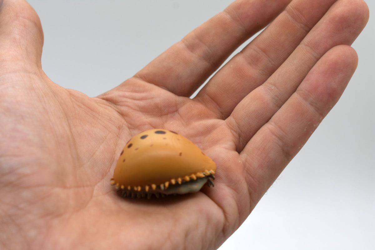 REAL SIZE IN THE HAND