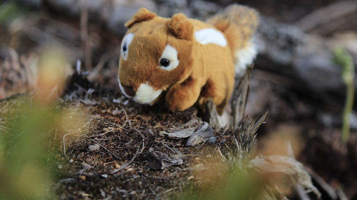 Chipmunk Plush Toy, Realistic Stuffed Animal,  Lifelike, Stuffed Chipmunk, Soft, Toy, Educational, Kids, Gift      9"      F4509 BB8