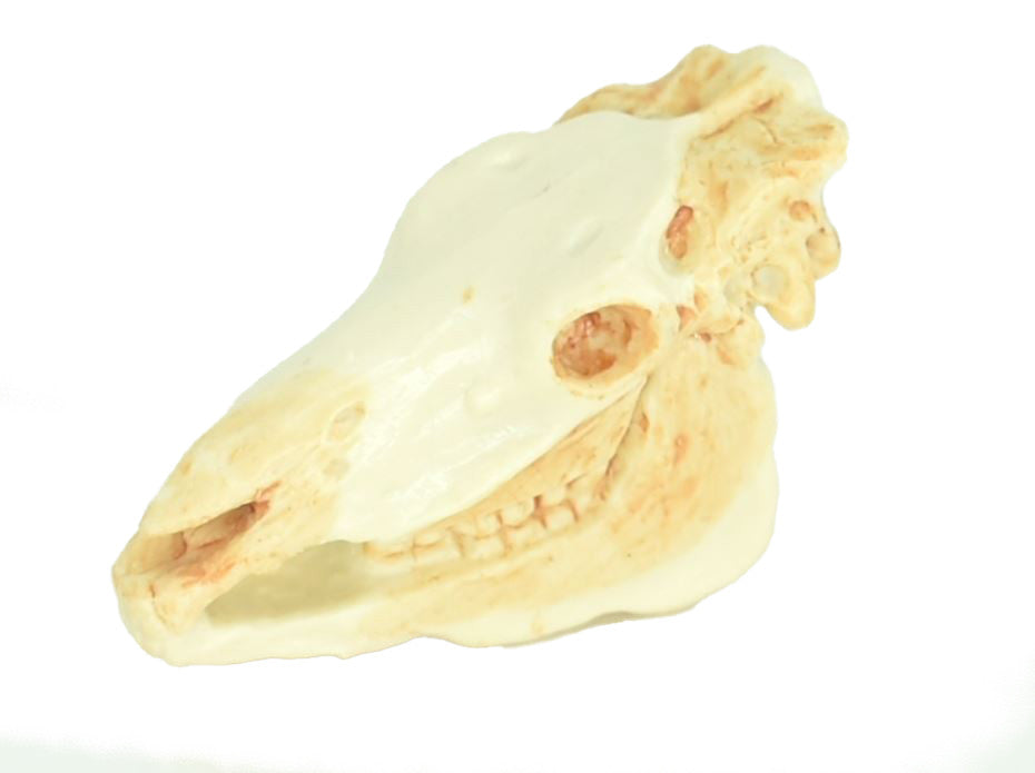 Zebra, Skull, Plastic Toy Animal, Kids Gift, Realistic Figure, Educational Model, Replica, Gift,         1 3/4"        F4121 B193