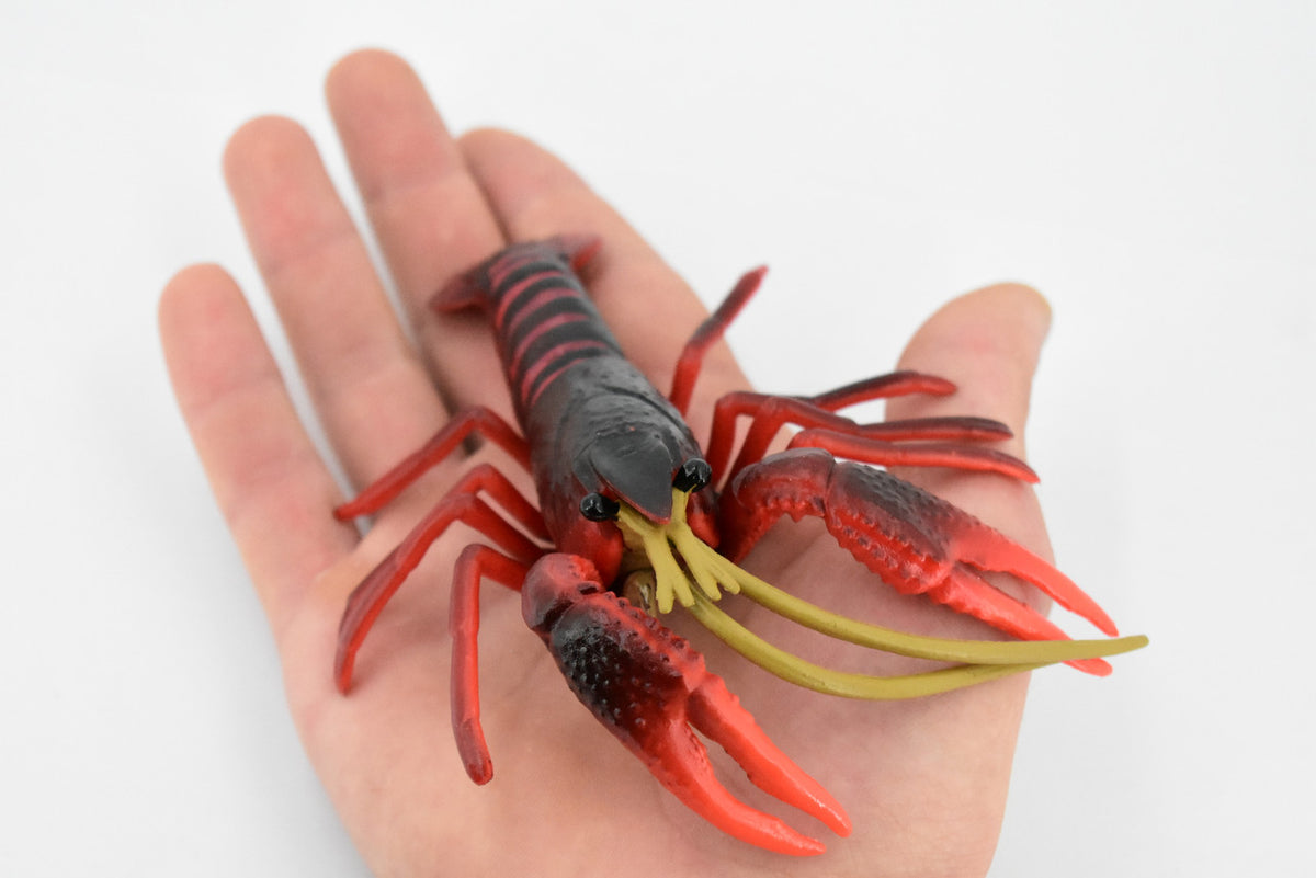 Crawfish, Crayfish, Museum Quality, Hand Painted, Rubber Crustaceans, Educational, Realistic, Lifelike, Educational, Gift,       7"      CH325 BB132
