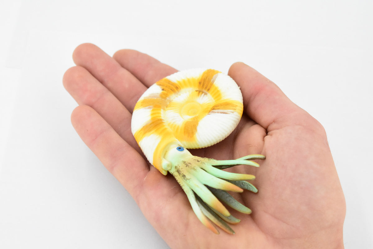 Ammonite Prehistoric Marine Animal, Ocean Fossil Museum Quality, Rubber, Hand Painted, Realistic Toy Figure, Model, Replica, Kids, Educational, 4 1/2 Inches.  