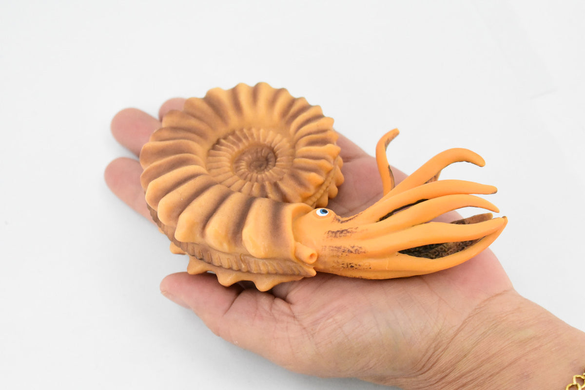 Ammonite, Living Fossil, Prehistoric Marine Animal, Museum Quality, Rubber, Hand Painted, Realistic Toy Figure, Diorama Model, Kids, Educational, 6 Inches 