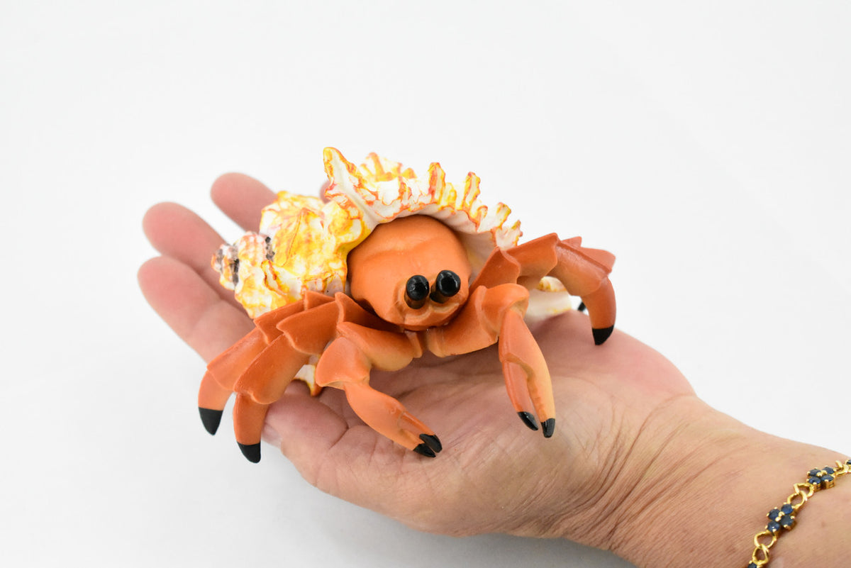 Crab, Hermit Crab, Museum Quality, Rubber Crustacean, Hand Painted, Realistic Toy Figure, Model, Replica, Kids, Educational, Gift,             5"       CH355 BB136
