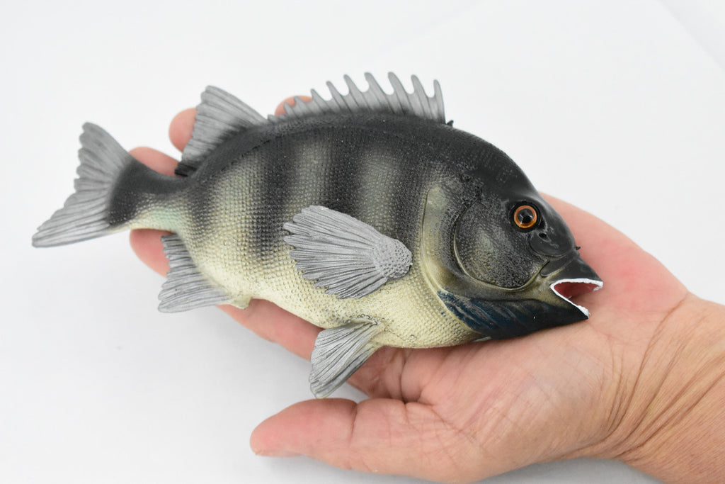 Fish, Rock Bream, Bass, Museum Quality, Hand Painted, Rubber Fish, Realistic Toy Figure, Model, Replica, Kids, Educational, Gift,     7"     CH381 BB142