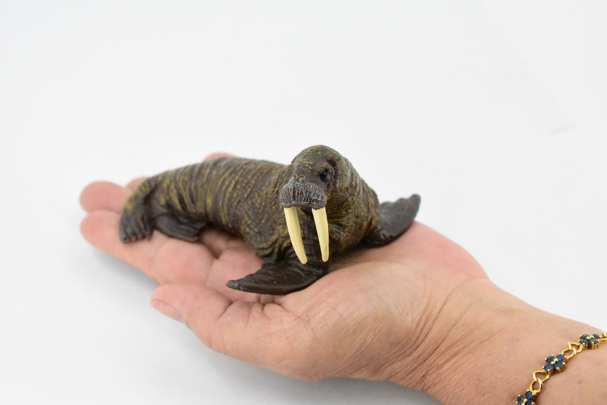 Walrus, Pinniped, Marine Mammal, Museum Quality, Educational, Hand Painted, Rubber, Realistic Toy Figure, Diorama Model, Replica, Kids,  5 Inches. 