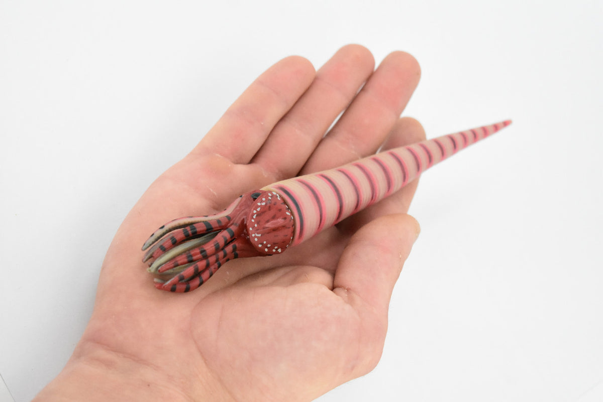 Orthoceras, Extinct Nautiloid Cephalopod, Museum Quality, Rubber Fish, Hand Painted, Realistic Toy Figure, Diorama Model, Kids, Educational, 8 Inches. 